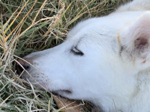 Photo of white husky sleeping in frosty grass
