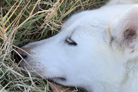 Photo of white husky sleeping in frosty grass