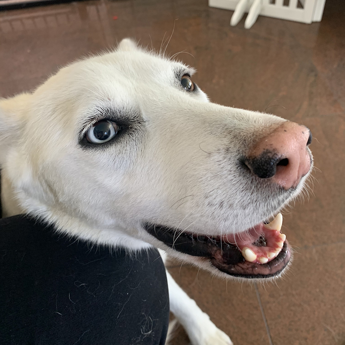 Photo of happy white husky with one blue eye and one brown eye