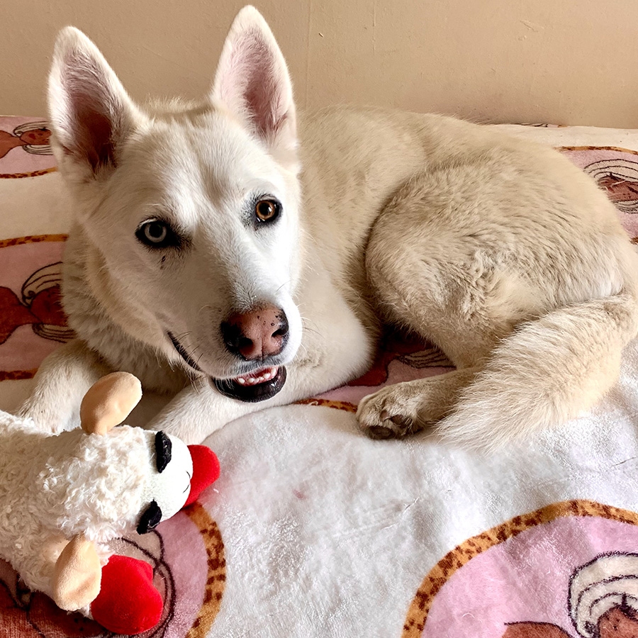 Photo of white husky with one blue eye and one brown eye on bed