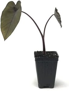 Picture of a 4" Black Magic Elephant Ear Plant