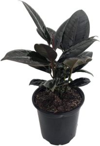 Picture of a 4" Burgundy India Rubber Tree Plant